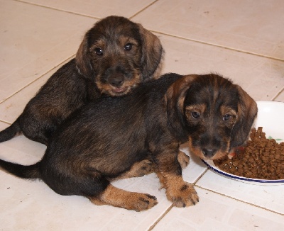 de menerbes von der arthémis - 3 chiots dispos de suite.