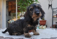 CHIOT